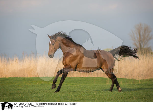 rennender KWPN / running Dutch Warmblood / JRO-01127