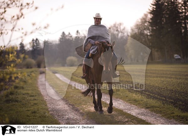 Frau reitet KWPN / woman rides Dutch Warmblood / VD-01227