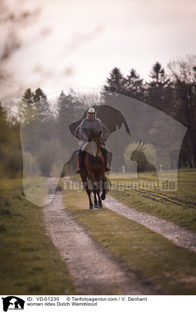 Frau reitet KWPN / woman rides Dutch Warmblood / VD-01230
