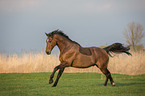 running Dutch Warmblood