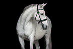 white KWPN