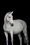 white KWPN