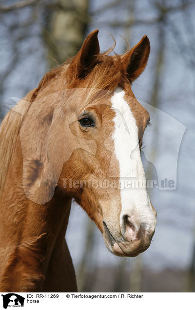 horse / RR-11269