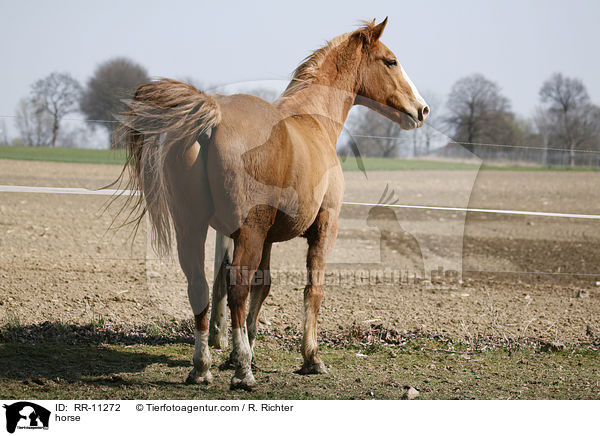 horse / RR-11272