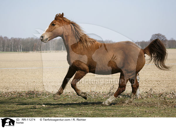 horse / RR-11274