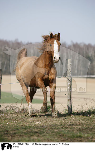 horse / RR-11290