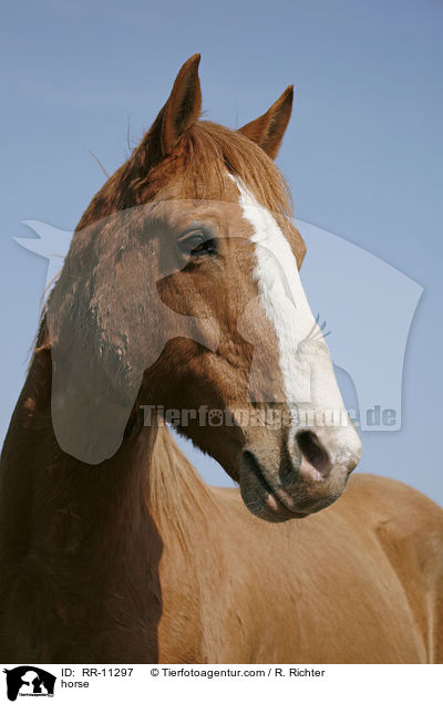 horse / RR-11297