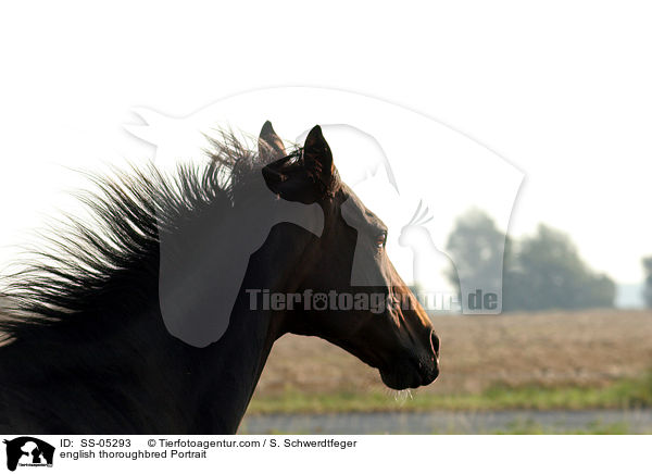 Englisches Vollblut Portrait / english thoroughbred Portrait / SS-05293