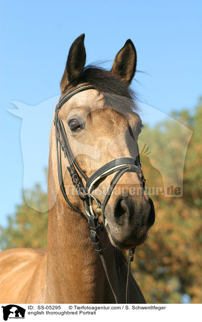 english thoroughbred Portrait / SS-05295