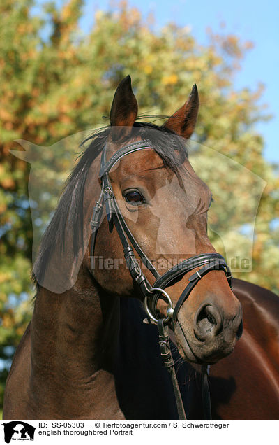Englisches Vollblut Portrait / english thoroughbred Portrait / SS-05303