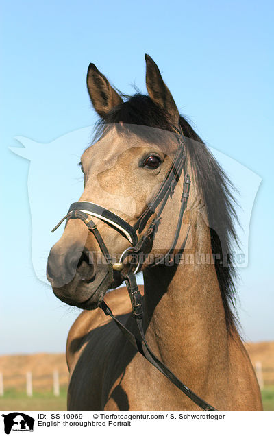 Englisches Vollblut Portrait / English thoroughbred Portrait / SS-10969