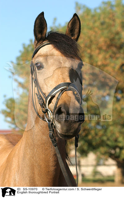 English thoroughbred Portrait / SS-10970