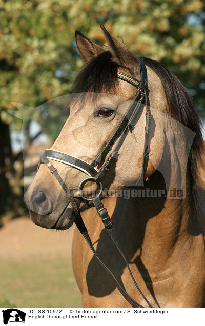 English thoroughbred Portrait / SS-10972