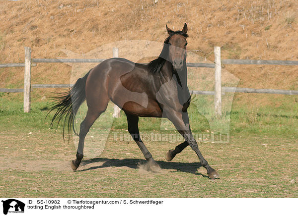 trabendes Englisches Vollblut / trotting English thoroughbred / SS-10982