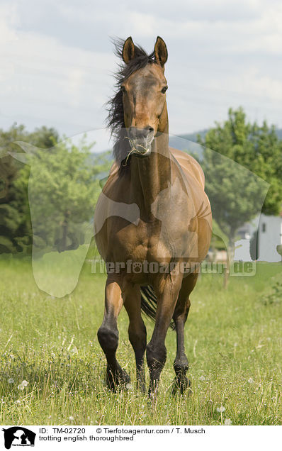 trabendes Englisches Vollblut / trotting english thoroughbred / TM-02720
