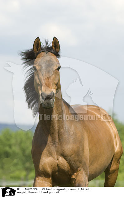 Englisches Vollblut Portrait / english thoroughbred portrait / TM-02724