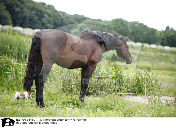 dog and english thoroughbred / RR-53450