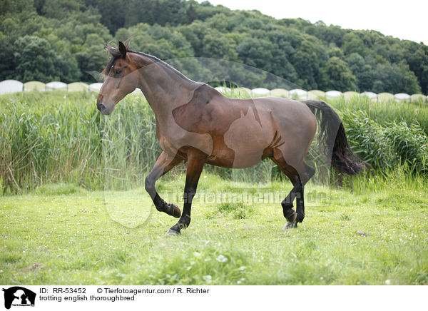 trabendes Englisches Vollblut / trotting english thoroughbred / RR-53452