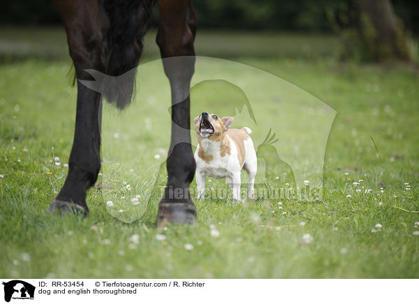 Hund und Englisches Vollblut / dog and english thoroughbred / RR-53454