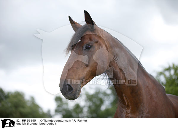 Englisches Vollblut Portrait / english thoroughbred portrait / RR-53455