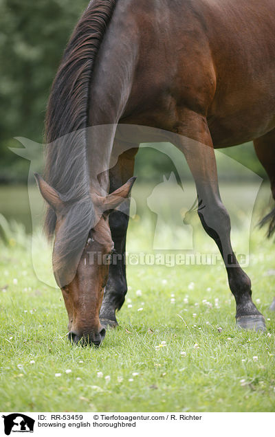 grasendes Englisches Vollblut / browsing english thoroughbred / RR-53459