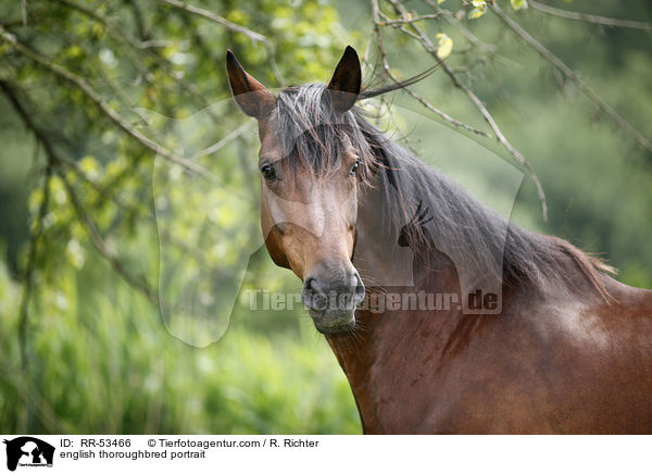 Englisches Vollblut Portrait / english thoroughbred portrait / RR-53466