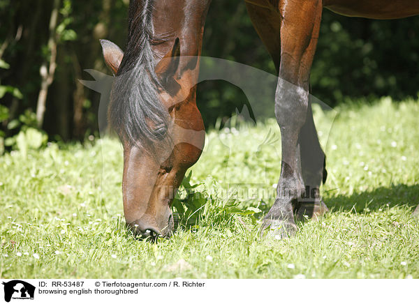grasendes Englisches Vollblut / browsing english thoroughbred / RR-53487