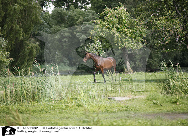 trabendes Englisches Vollblut / trotting english thoroughbred / RR-53632