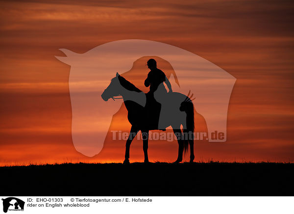 Reiter auf Englisches Vollblut / rider on English wholeblood / EHO-01303