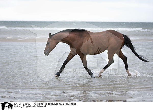 trabendes Englisches Vollblut / trotting English wholeblood / LH-01892