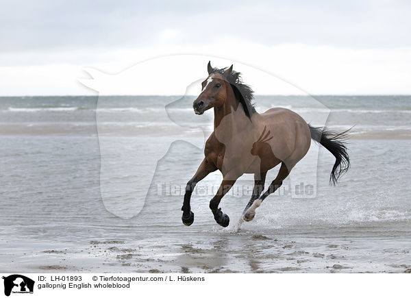 galopierendes Englisches Vollblut / gallopnig English wholeblood / LH-01893