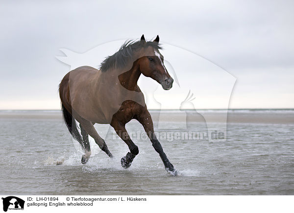 galopierendes Englisches Vollblut / gallopnig English wholeblood / LH-01894