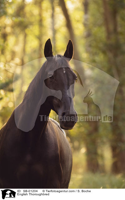 English Thoroughbred / SB-01204