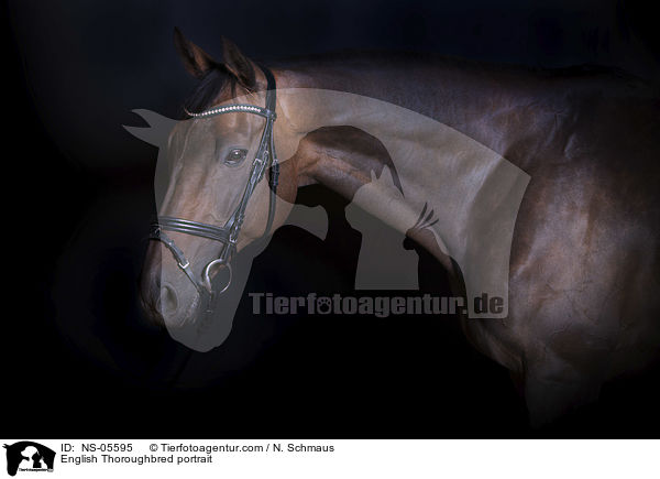 English Thoroughbred portrait / NS-05595