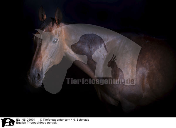 English Thoroughbred portrait / NS-05601