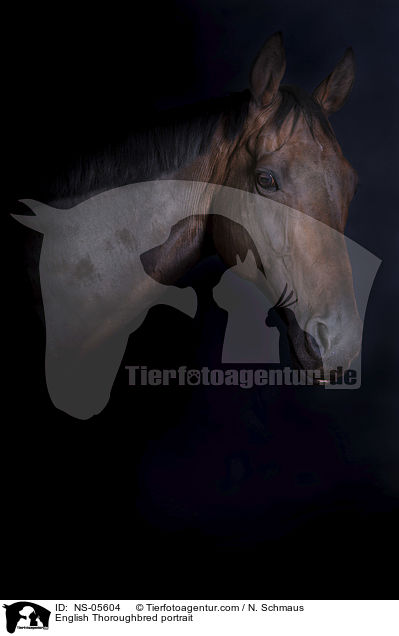 English Thoroughbred portrait / NS-05604