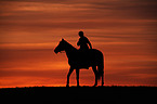 rider on English wholeblood
