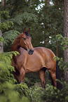 English Thoroughbred