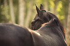English Thoroughbred