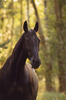 English Thoroughbred
