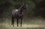 English Thoroughbred