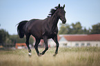 English Thoroughbred