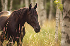 English Thoroughbred
