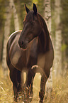 English Thoroughbred