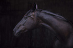 English Thoroughbred