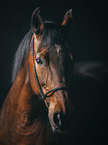 English Thoroughbred