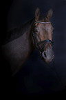 English Thoroughbred portrait