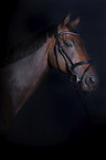 English Thoroughbred portrait