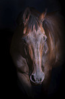 English Thoroughbred portrait