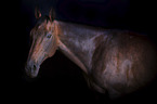English Thoroughbred portrait
